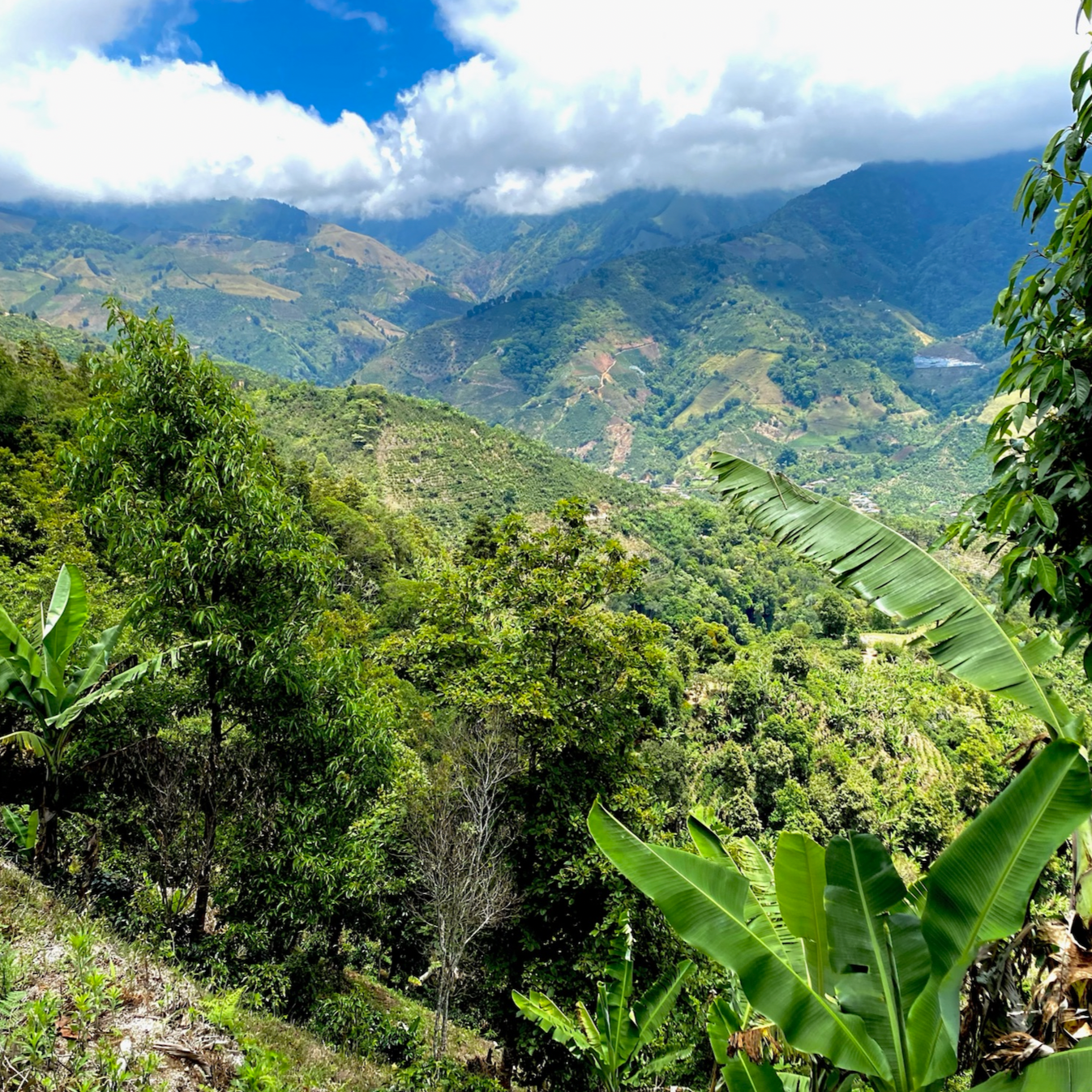 Costa Rica, Café Rivense